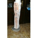 PANTALONE TIGRE